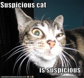 suspicious-cat-ish-suscpicious-18294363945_xlarge.jpeg